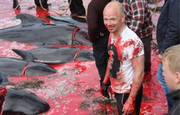 atlantico-asi-es-la-tradicional-masacre-de-ballenas-en-las-islas-feroe-556904